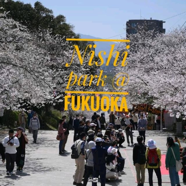 ซากุระชมพูอ่อน สวน Nishi park