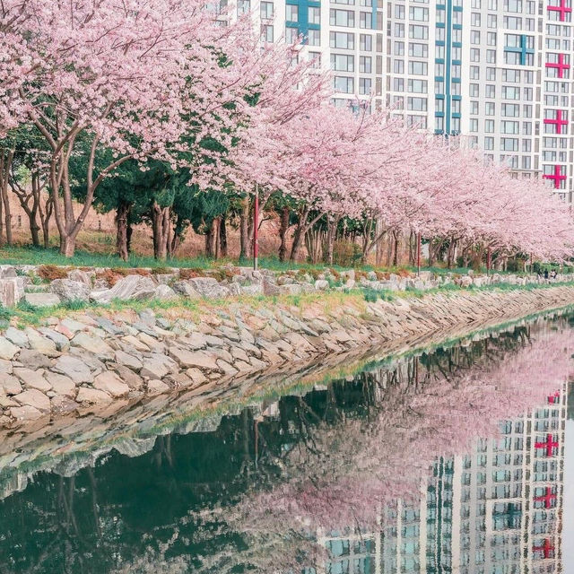 Beautiful Cherry Blossom of Busan
