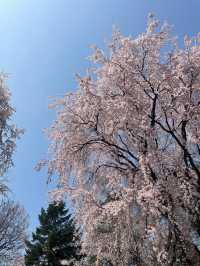 아련함 가득한 수양벚꽃 보고 가세요🌸