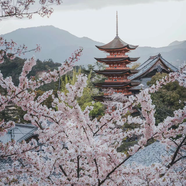 觀音寺下公園：賞櫻必遊景點