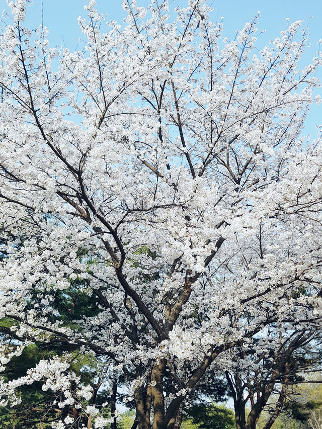 【南韓】一山湖水公園：春季賞花、湖畔野餐，享受寧靜美景