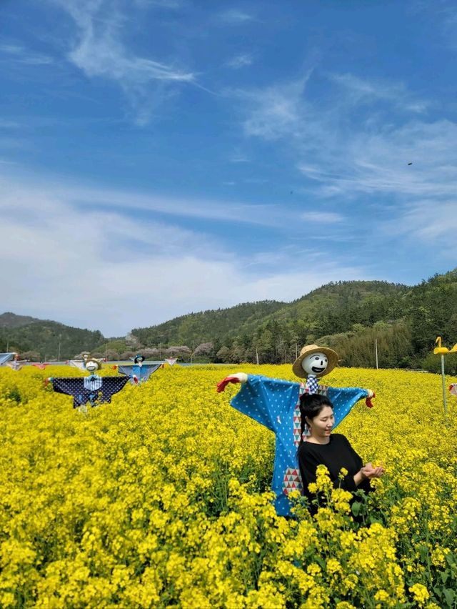 허수아비 포토존이 있는 유채꽃축제💛