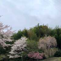 藤井寺（ふじいでら）