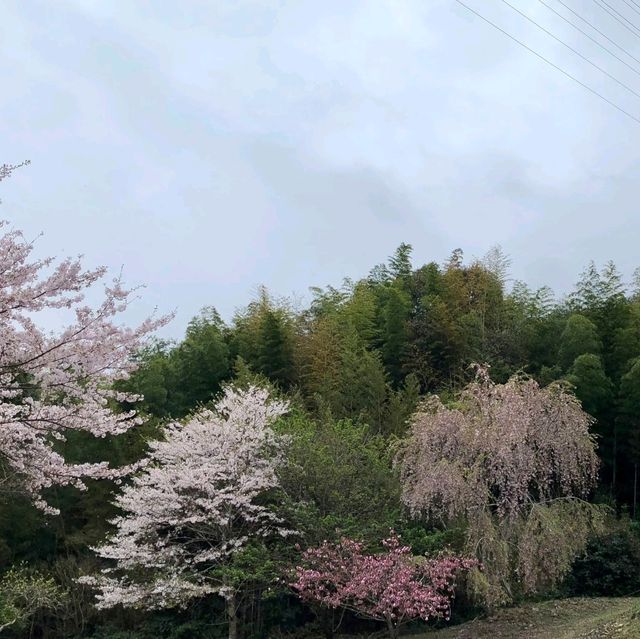 藤井寺（ふじいでら）