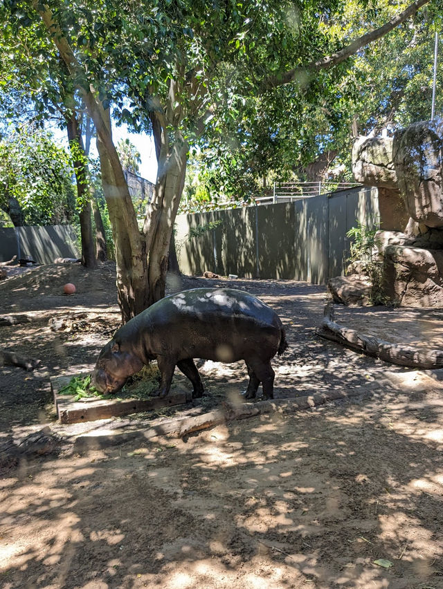 Adelaide Zoo