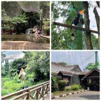 吉隆坡飛禽公園：多種鳥類、貓頭鷹、孔雀、鸚鵡，親近大自然的好去處