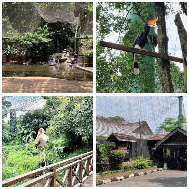 吉隆坡飛禽公園：多種鳥類、貓頭鷹、孔雀、鸚鵡，親近大自然的好去處