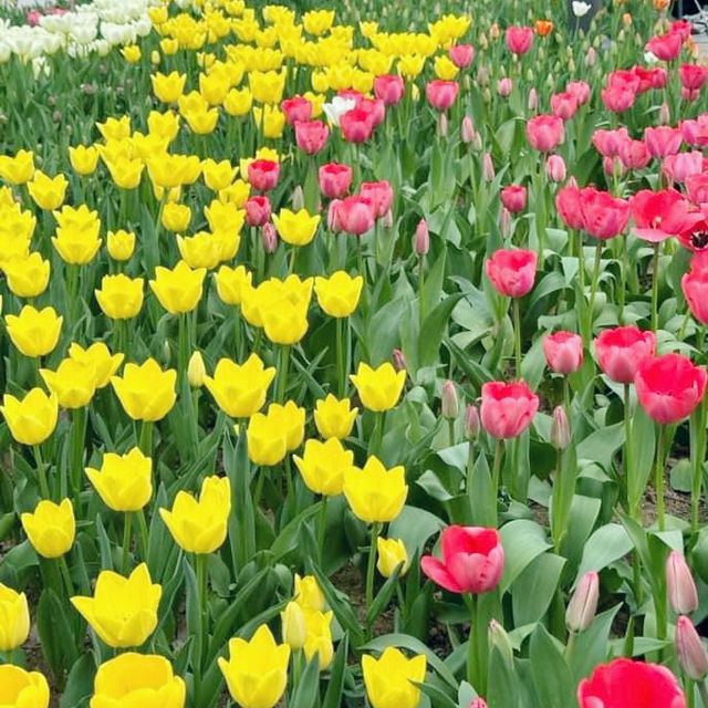 Seoul Forest Park: Tulip Festival 2024 @ Seoul 🇰🇷