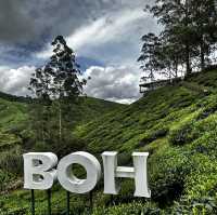 Local Boh Tea Plantation In Malaysia! 