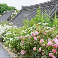 봄에 꼭 가봐야 할 전주수목원 장미원🌹