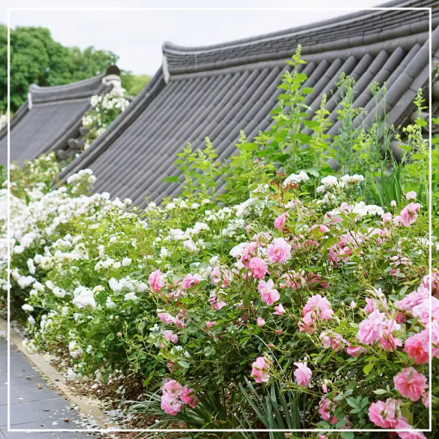 봄에 꼭 가봐야 할 전주수목원 장미원🌹