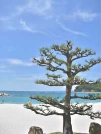 南紀白浜日帰り旅行！過去最高の満足度