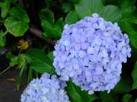 【東京近郊】‼️5月29日開始繡球花盛開見頃活動(2) ‼️ @鎌倉長谷寺，六月必遊景點！