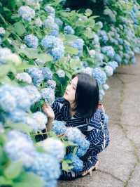 ここ知ってる？？【死ぬまでに見たい絶景】男鹿の紫陽花寺　雲昌寺🫧🫧