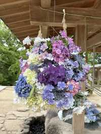 【福岡神社】初夏の風物詩のあじさい祭りがとてもキレイ