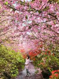 역대급 봄꽃축제 서부해당화가 아름다운 남미륵사🌸