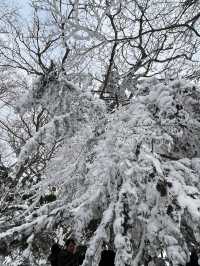제주도 겨울 필수코스 ‘1100고지’❄️
