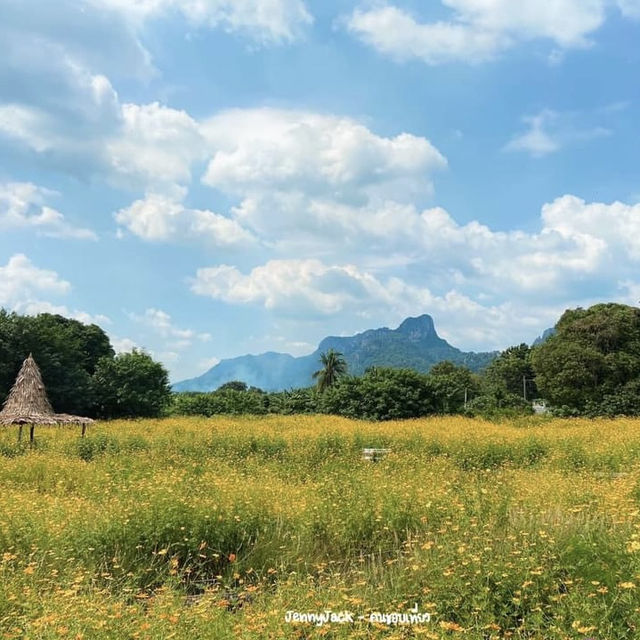 คาเฟ่ลพบุรี ทุ่งดอกไม้ วิวภูเขา สวยมาก