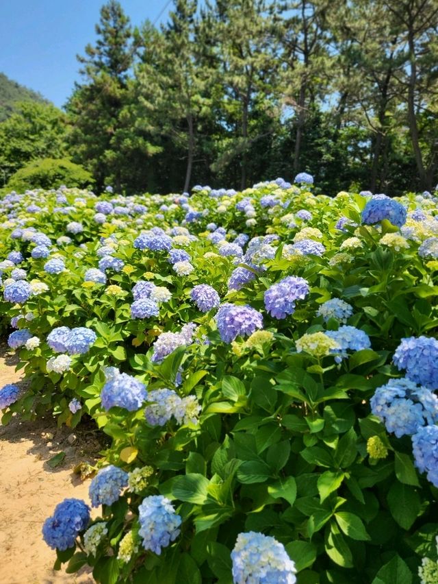 여름을 반기는 거제 수국명소 썬트리팜