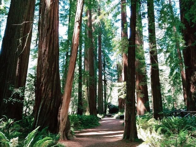 🌳 Nature Walk at Stout Grove