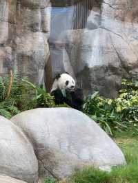 ไปดูน้องแพนด้าที่ฮ่องกงกัน 🐼🎋