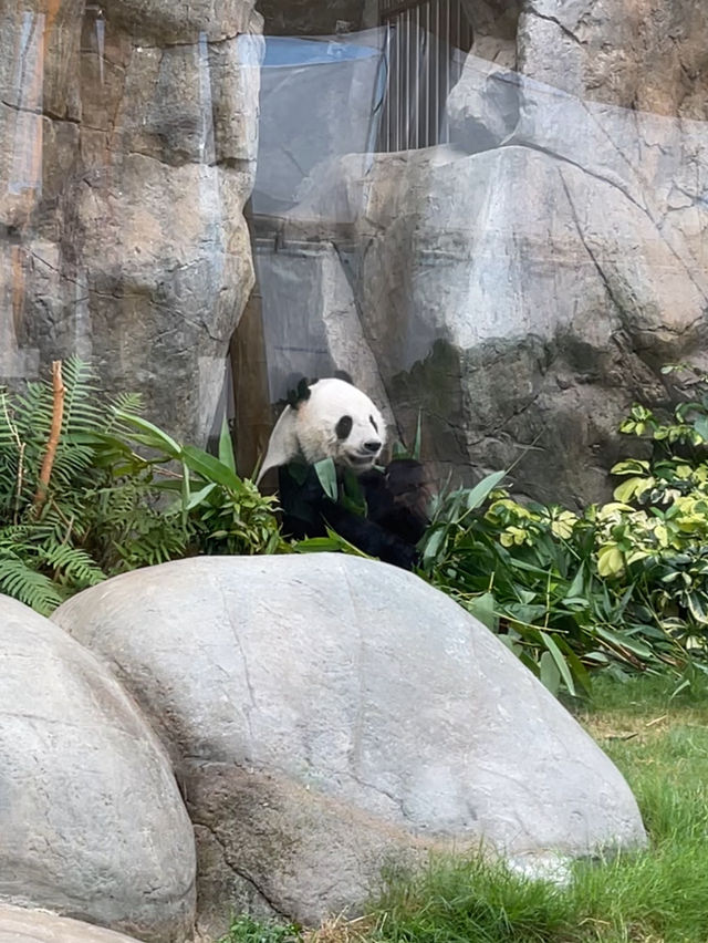 ไปดูน้องแพนด้าที่ฮ่องกงกัน 🐼🎋
