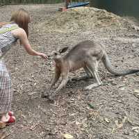 【Cairns🇦🇺②】動物好き必見動物園「ハートリーズ動物園」