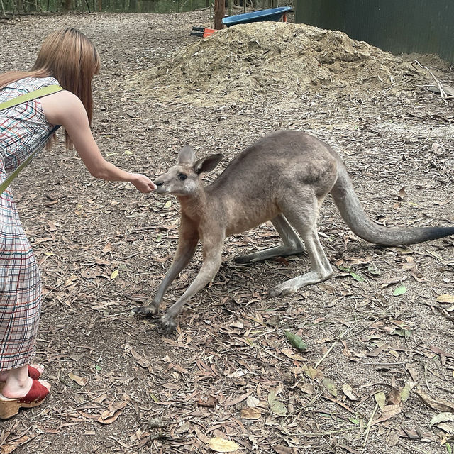 【Cairns🇦🇺②】動物好き必見動物園「ハートリーズ動物園」