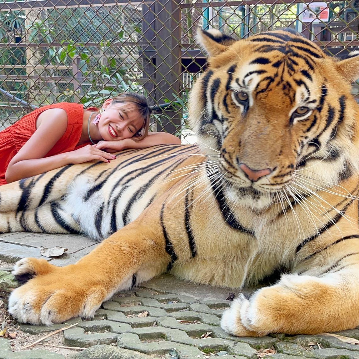 マイセン　虎　2匹 1mi4e224x8vnx05bl8F15.jpg?proc