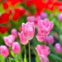 🌷สวนดอกไม้เมืองหนาวที่ใหญ่ที่สุดในประเทศไทย🌹