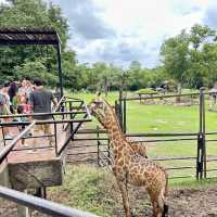 สวนสัตว์เปิดเขาเขียว 🌳 🐘🐒🦒🦓🦏🦜 🌳