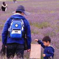 Hitchin (Lavander farm)