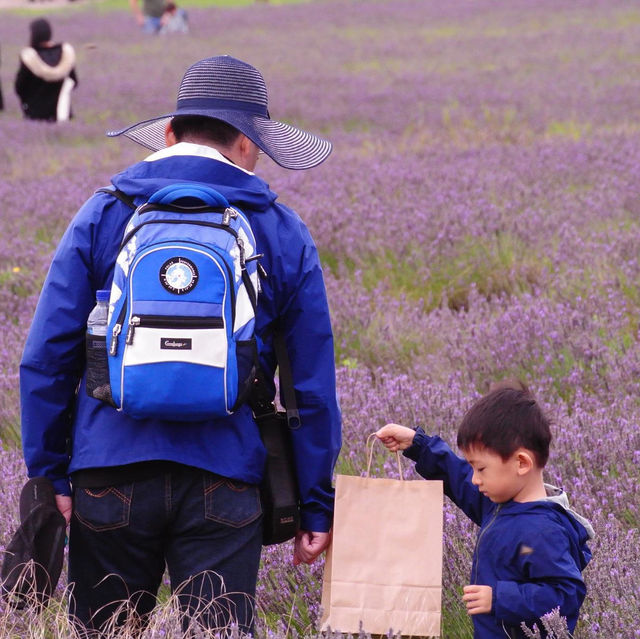 Hitchin (Lavander farm)