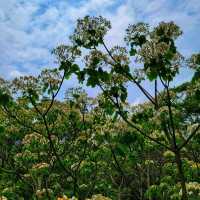 【苗栗】九華山梧桐花盛開，適合觀賞和拍照