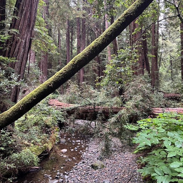 【アメリカ🇺🇸ミューアウッズ国立公園】レッドウッドの森でマイナスイオンを感じる🌳