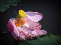 ชุมชนท่องเที่ยวสุ่มปลายักษ์ จ.สุพรรณบุรี