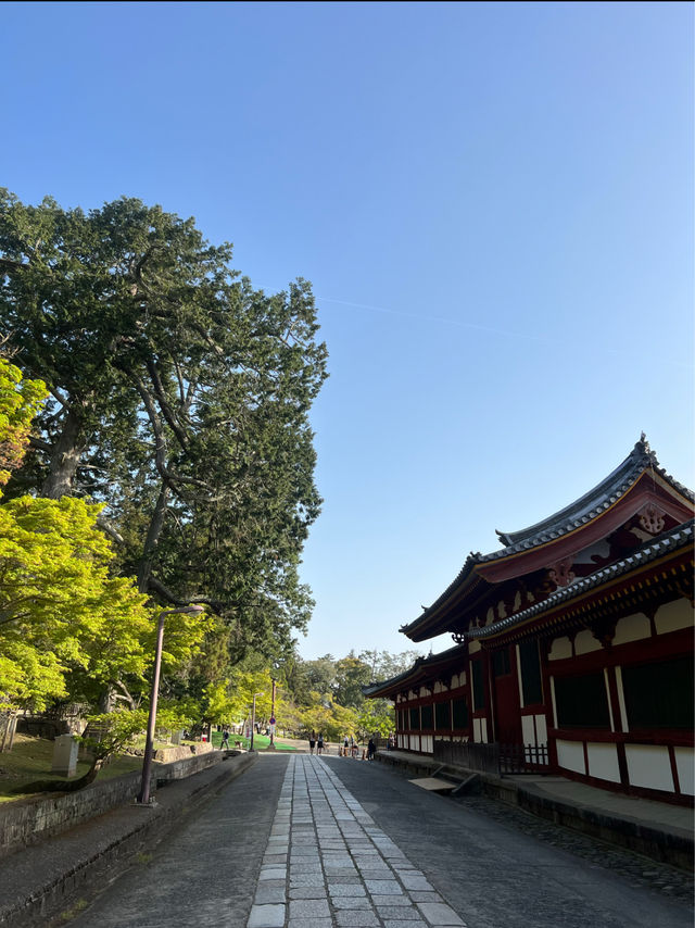 Todai-ji’s Largest Ancient Wooden Building in the World 🦌