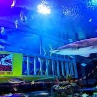 🇲🇾 Underwater Wonders: Exploring Aquaria KLCC