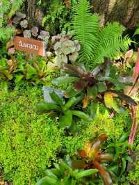 MAGICAL FOREST IN CAFE AMAZON