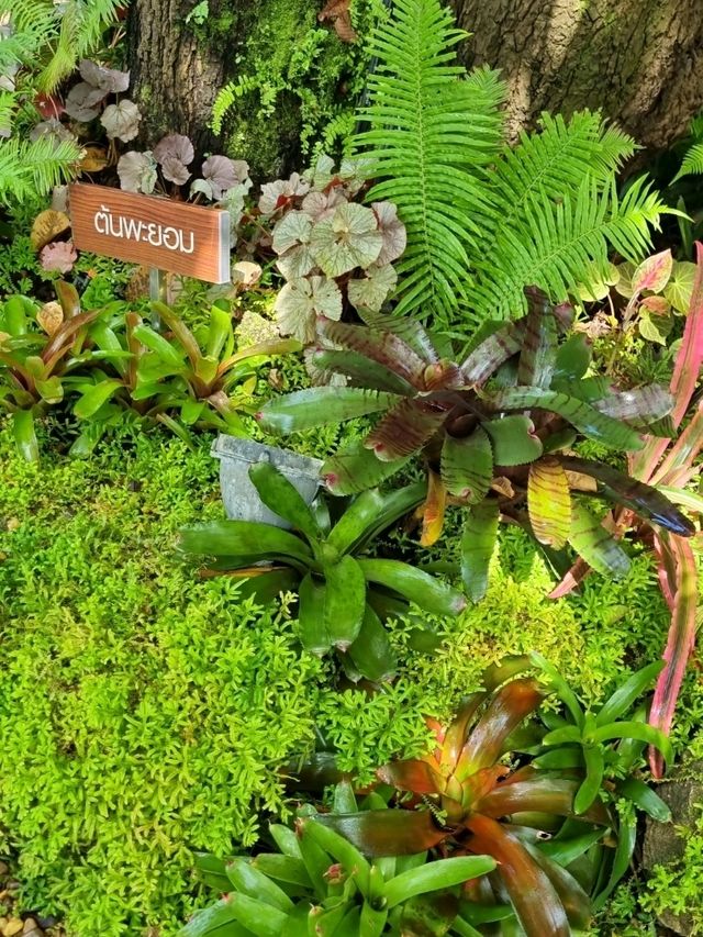 MAGICAL FOREST IN CAFE AMAZON
