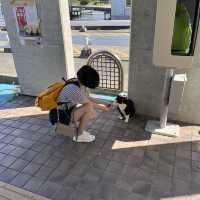 相𡷊 Ainoshima Island