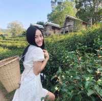 ไร่ชาลุงเดช เชียงใหม่ 🌱