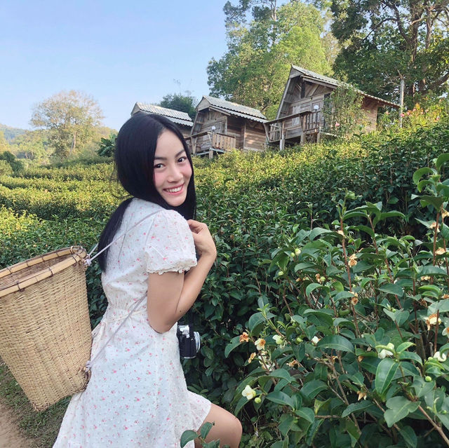 ไร่ชาลุงเดช เชียงใหม่ 🌱