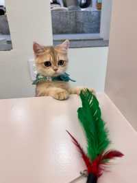😻🔖중구 명동 사랑과 빛이 가득한 고양이 카페, 루프캣미