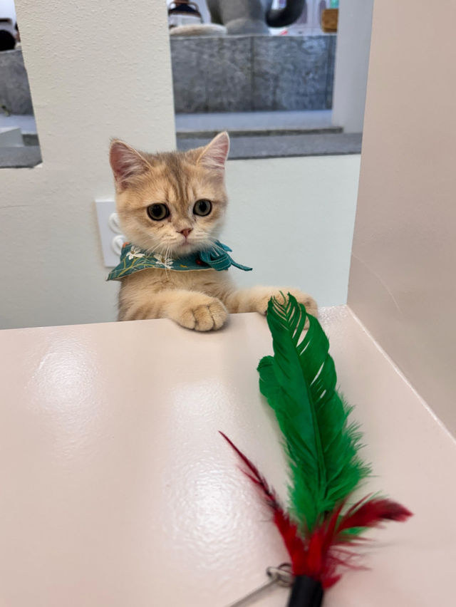 😻🔖중구 명동 사랑과 빛이 가득한 고양이 카페, 루프캣미