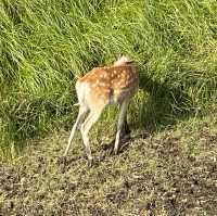 【北海道】熊にも会えるかも？知床の大自然を満喫できる公園とは