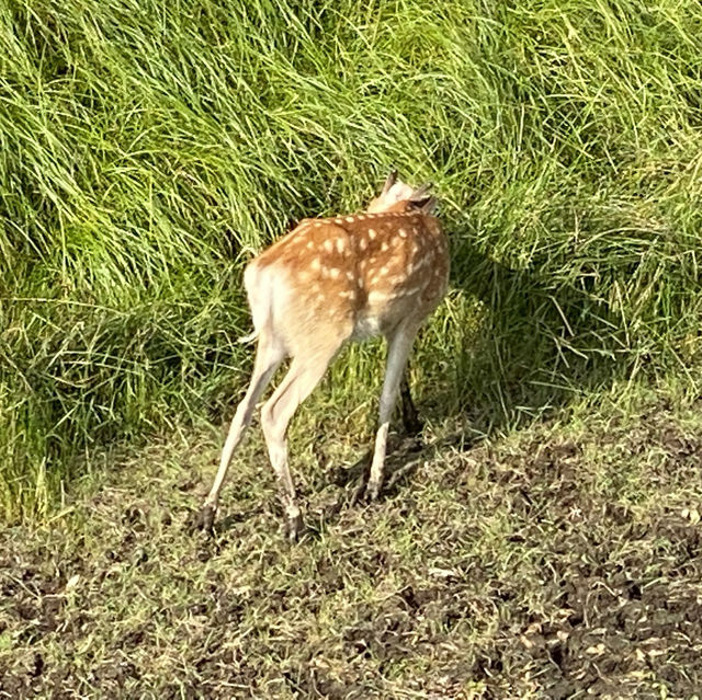 【北海道】熊にも会えるかも？知床の大自然を満喫できる公園とは