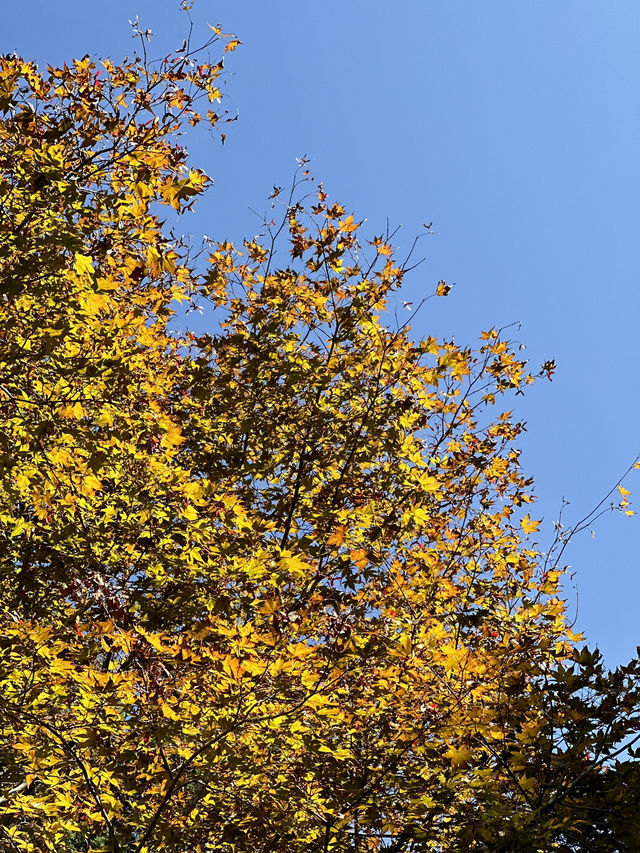 October in Nakatsugawa: A Perfect Autumn Getaway 🍂