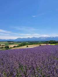 【ぜるぶの丘:北海道美瑛町】鮮やかなお花がたくさん見れるぜるぶの丘🌷