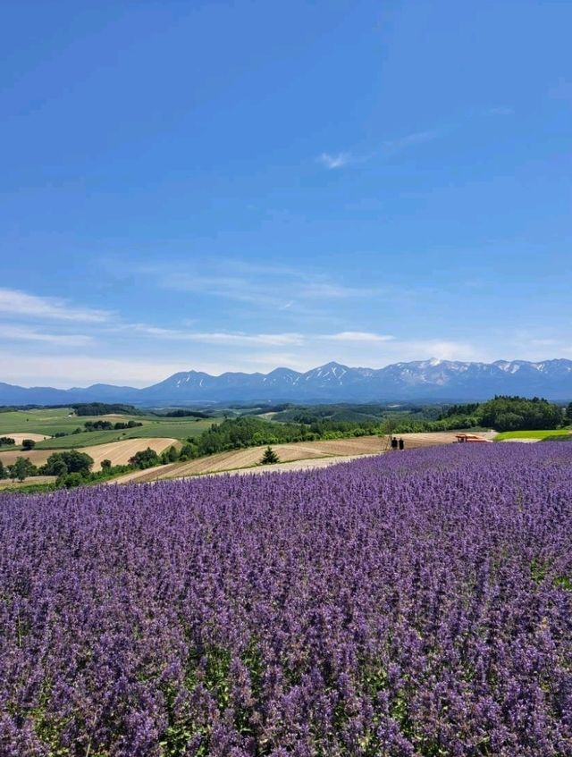 【ぜるぶの丘:北海道美瑛町】鮮やかなお花がたくさん見れるぜるぶの丘🌷